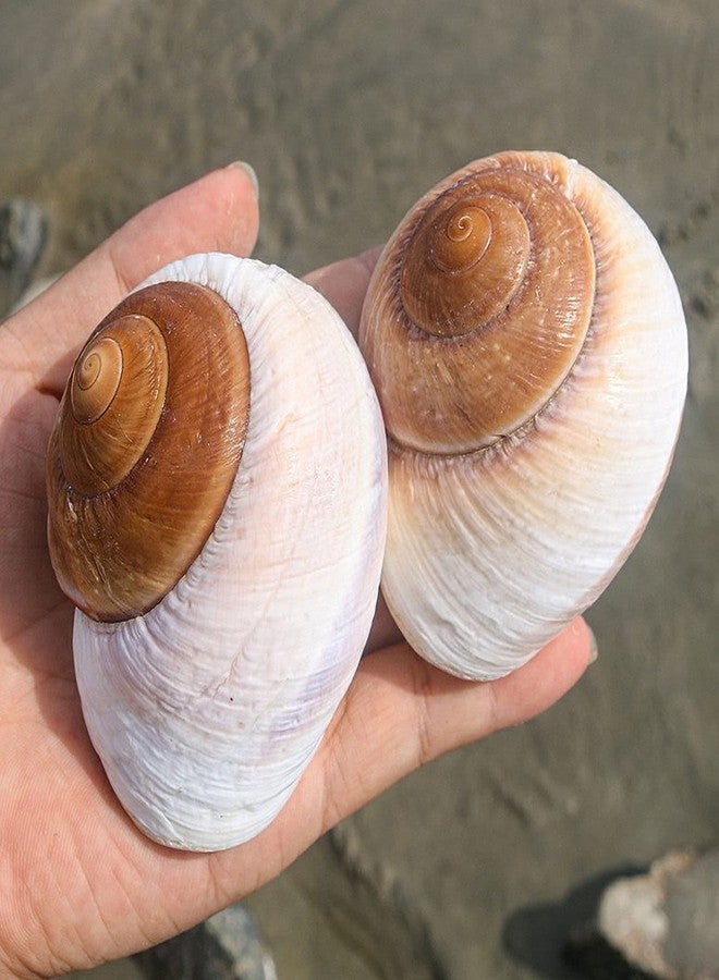 Besimple 4 Pack Large Hermit Crab Shells, Muffin Snail, Turbo, Giant Land Snail | Hermit Crab House for Fish Tank Aquarium Decoration, Beach Home Decor, Wedding Centerpieces, 2.75"-3" - Image 2